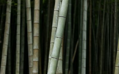 starting to renovate the outside space