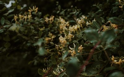 honeysuckle success story