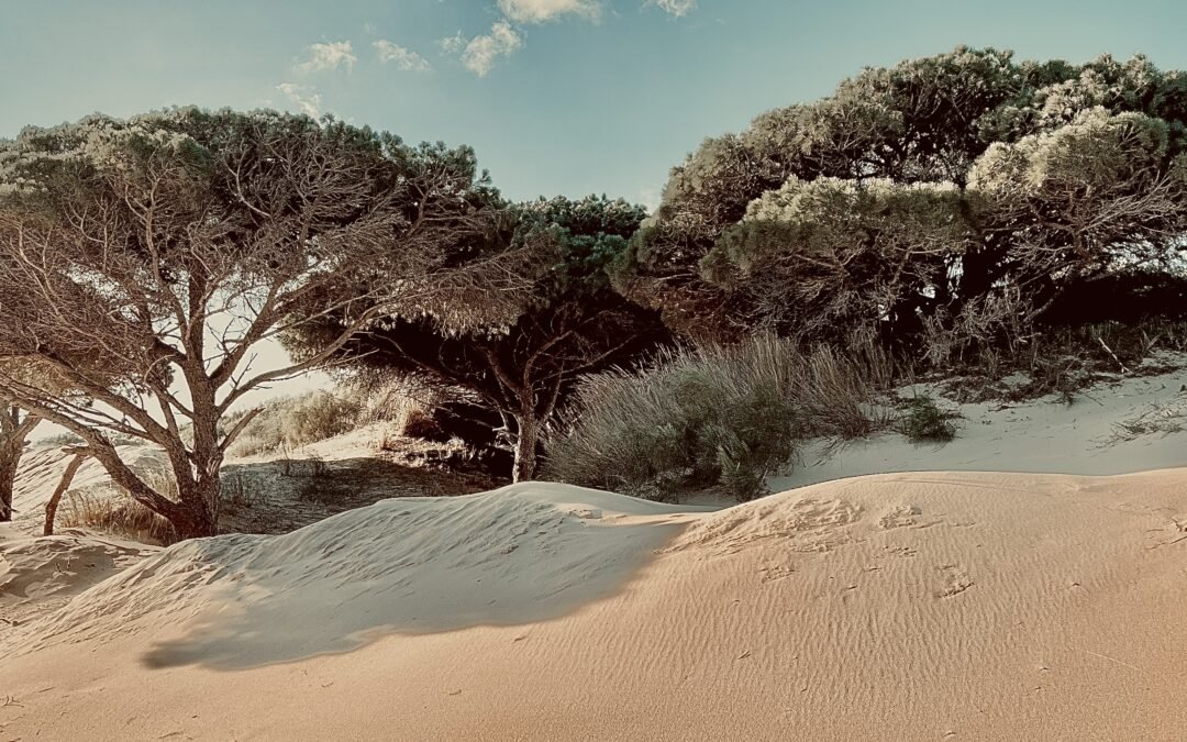 punta paloma dunes : tarifa : andalucia