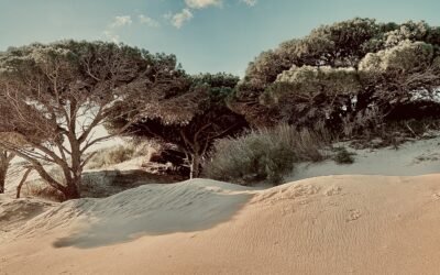 punta paloma dunes : tarifa : andalucia
