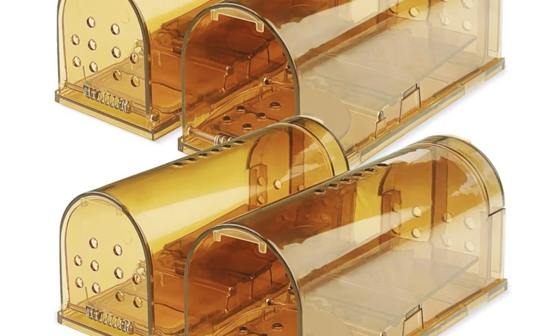 a mouse in the house